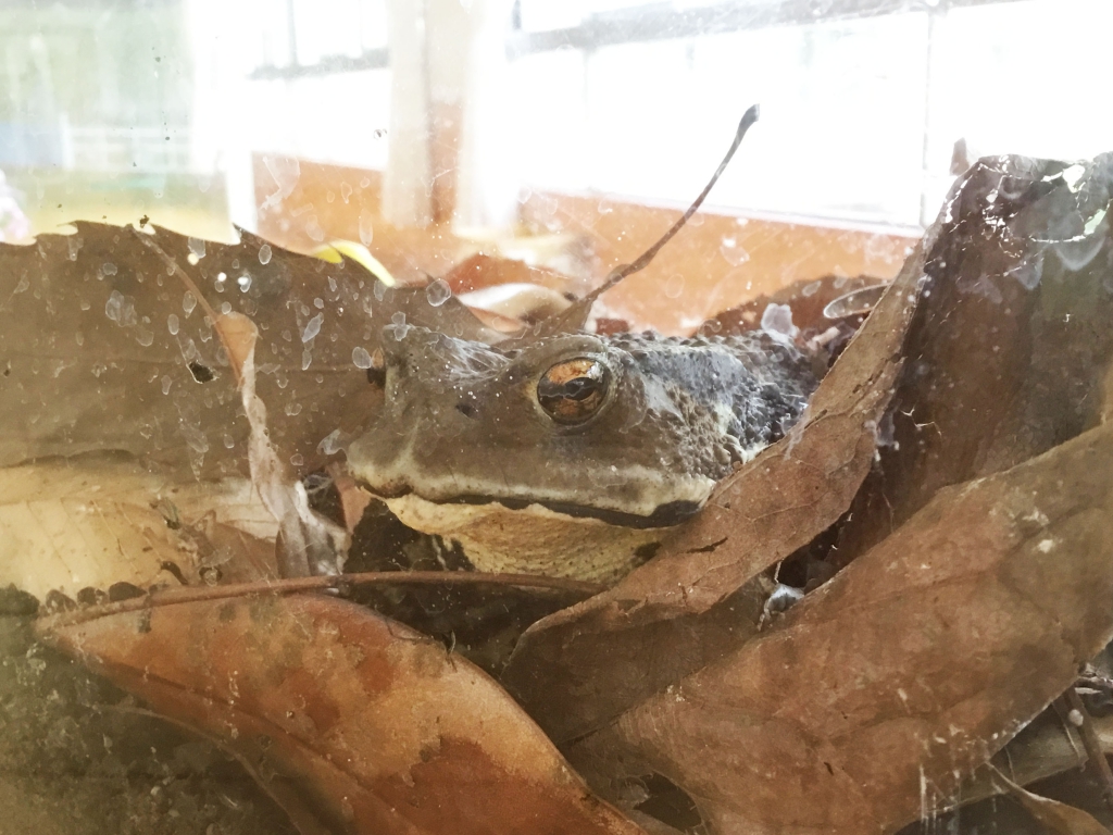 ガマ吉 | 幼稚園ブログ | 日本平幼稚園